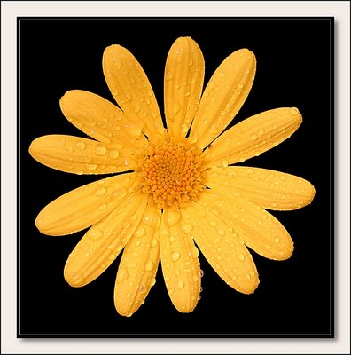 Yellow Flower 3