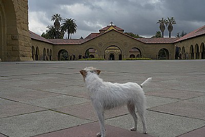 Calli at Stanford #1