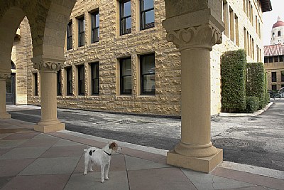 Calli at Stanford #2