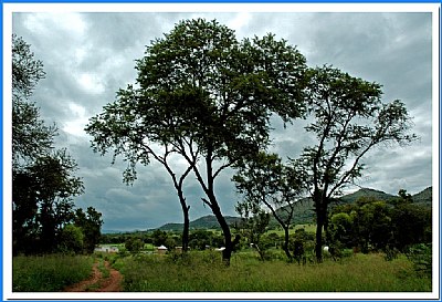 Tree Tops