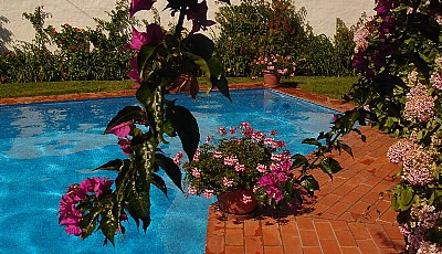 Pool & Flowers