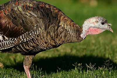 Turkey on the Grass
