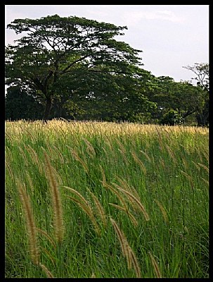 Field of grass