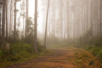 Morning Fog