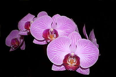 Orquidea