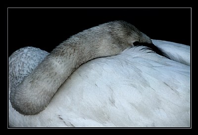 Resting (Trumpeter Swan #2)