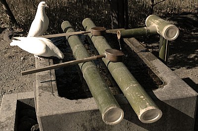 Thirsty Doves