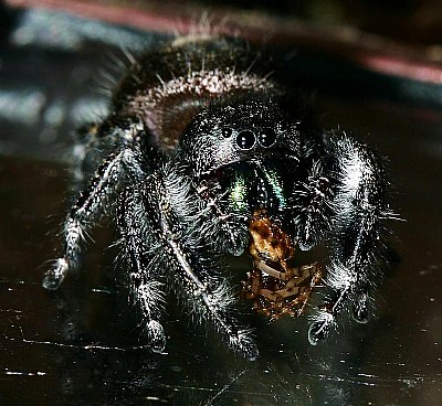 "Blackie" With  Fast  Food