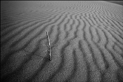 alone in the dunes