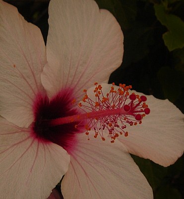 White Hibiscus 2