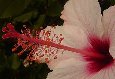White Hibiscus 3