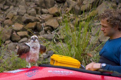 Mike and the Osprey