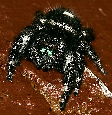 "Blackie" Jumping Spider