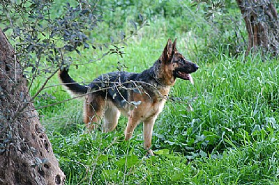 mediterranean dog