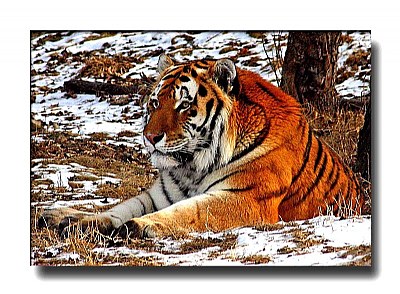 Resting Siberian Tiger