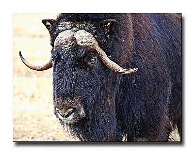 Muskox 2