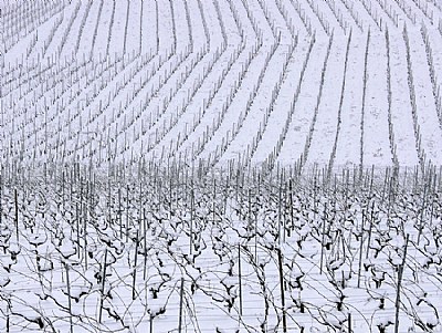vigne nella neve