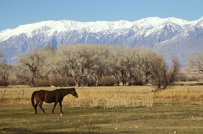 Owens Valley Afternoon