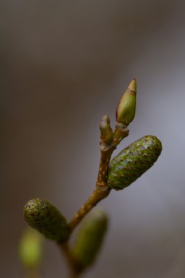 green bud