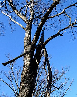 Hanging Branch