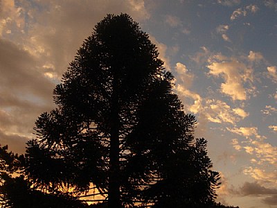 Araucaria &Sky