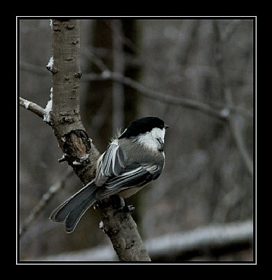 Black - Cap