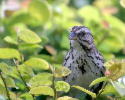 The Song Sparrow