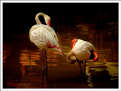 flamingo;s