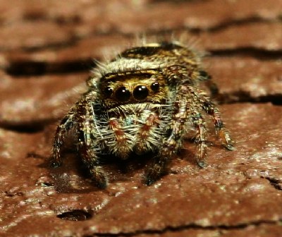 Jumping Spider"Tappy Jr"