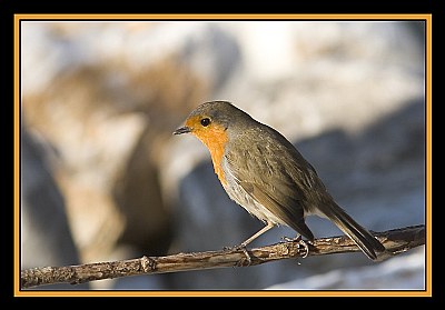 robin #2