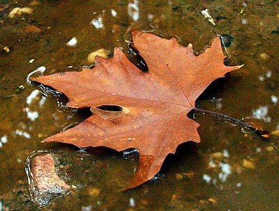 Autumn Colors