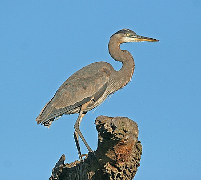 Great Blue Heron