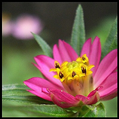 Pink Flower