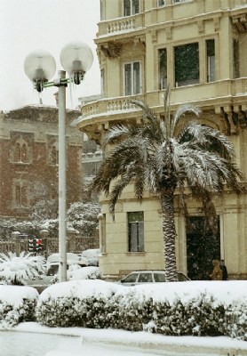 Palme Innevate