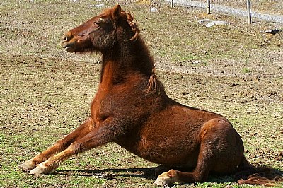 Sitting Horse