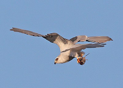 White- tailed Kite and Mouse