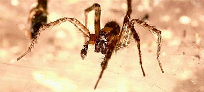 Funnel Weaver Spider