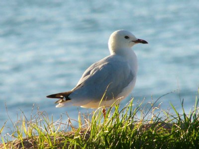 New Zealand Seagull