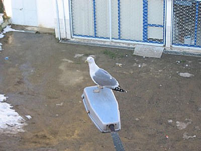 The Seagull that losts his way