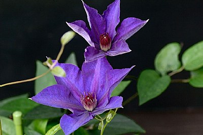 clematis