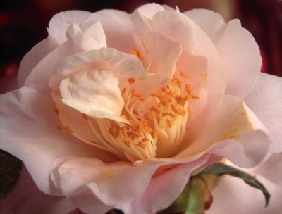 Martha's hybrid camellia