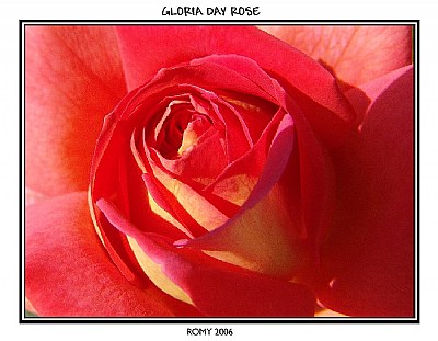 Gloria Day Rose