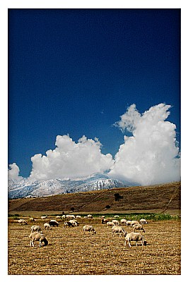 Sheeps And Mountaine