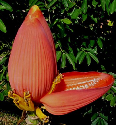 Equatorial Flower and Fruit 