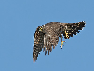 Merlin &#9792;