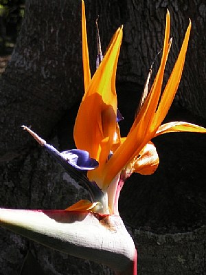 Bird of Paradise