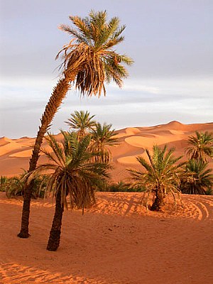 Sahara 5