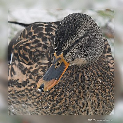 Mallard