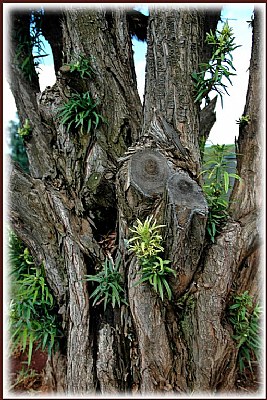 Close - Up Tree