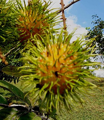 Equatorial Flower and Fruit